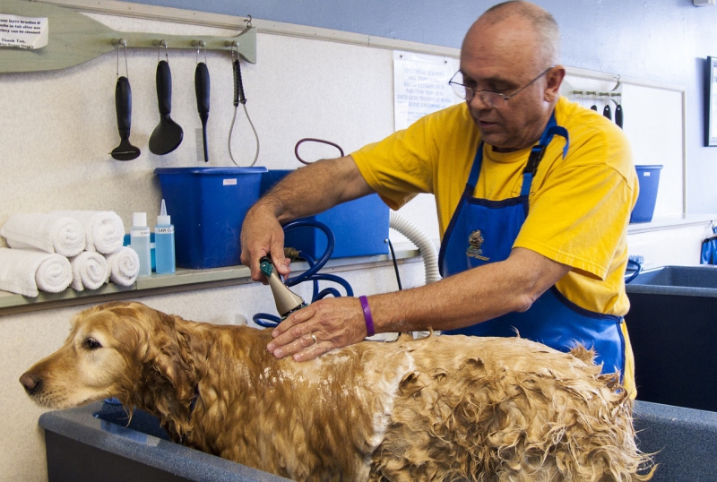 toiletteur-MOISSAC BELLEVUE-min_dog-bath-682169_1280